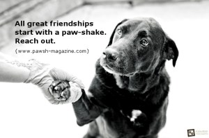 inspirational-dog-quotes-toronto-pet-photographer