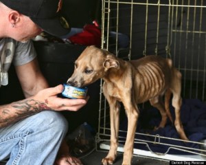 o-DETROIT-DOG-RESCUE-570